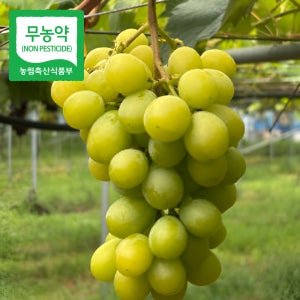 무농약 고당도 샤인머스켓 2kg 프리미엄 샤인머스캣 산지직송 여름 제철과일
