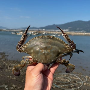 공대농수산 가을 숫꽃게 활꽃게 3kg 소 / 대