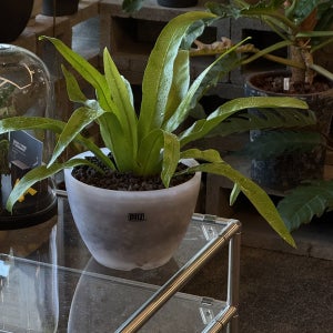 풀집 피엘티지 홀팟 XL 고사리 키우기 아비스 실내 공기 정화 식물