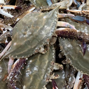 태안 국내산 제철 가을 숫꽃게 꽃게찜용 1kg
