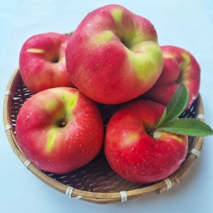 경북 영주 홍로 고당도 꿀홍로 꿀사과 맛있는 흠과 가정용 주스용 흠집 못난이사과 3kg 5kg 10kg