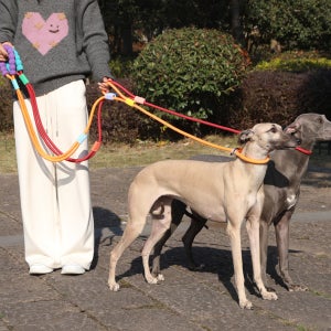 빅보스만물상 중대형견 애견줄 3중안전 폭주방지 튼튼한 애견목줄 산책필수 나일론 eva폼
