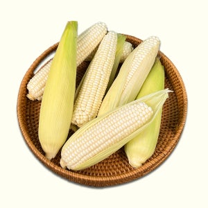 당일수확 국산 강원도 미백 찰 옥수수 산지직송 200g, 20개