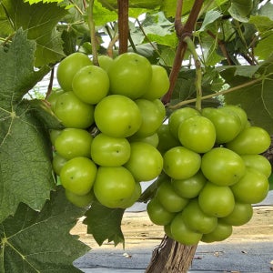 고당도 샤인머스켓 1kg 2kg 가정용 수출용 산지직송