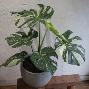 무늬몬스테라 바리에가타 실내 대형식물 동일품배송