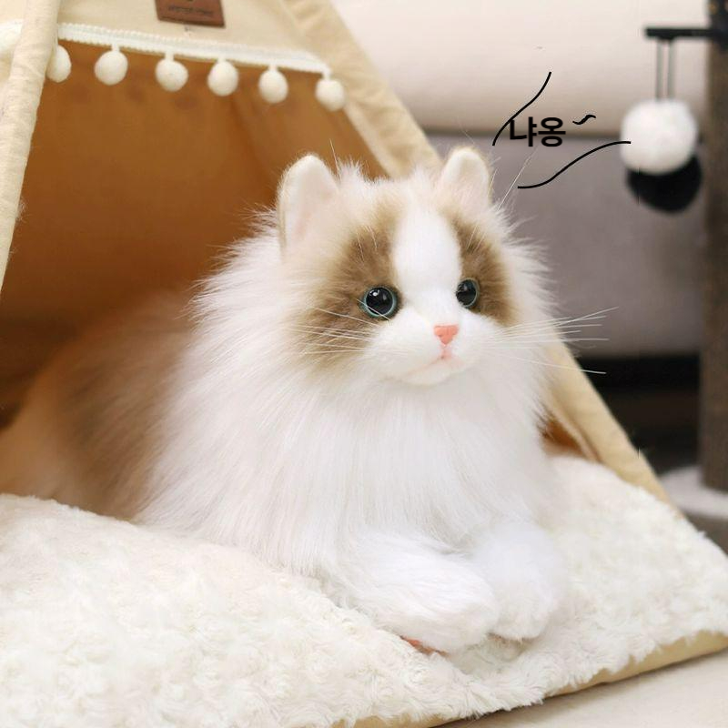 Ragdoll Cat (랙돌 고양이)