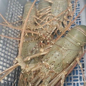 크레이피쉬 활 크레이피시 스파이니랍스타 항공직송