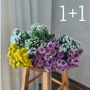 소국1+1 국화꽃 꽃주문 꽃택배