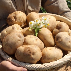 2025수확 국내산 햇감자 황토두백감자 왕특, 20kg, 1개