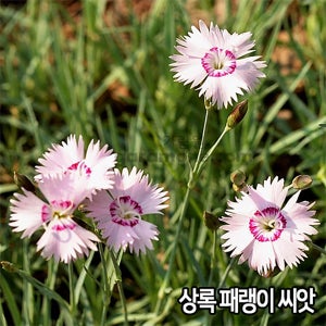 상록 패랭이 씨앗 500알 패랭이 씨앗 꽃씨 dianthus