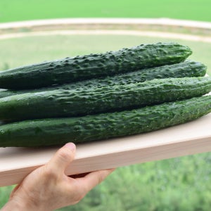 국내산 가시오이 특상 10kg 1박스 산지직송