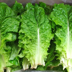 청상추 200g 쌈채소