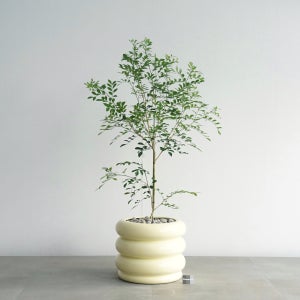 오렌지자스민 꽃피는 공기정화 반려식물 개업식 승진축하 집들이선물 인테리어식물