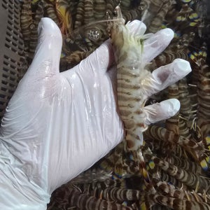 거제 능포 활보리새우(오도리) 대 10마리