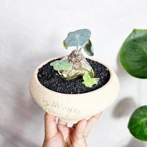 와이키키농장 스테파니아 노바 카위사키 희귀 아프리카 식물 코덱스 반려 책상 인테리어 소품