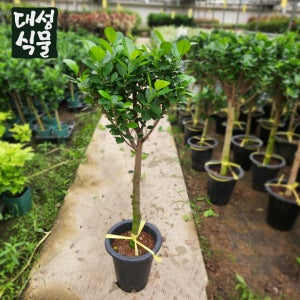 프랑스고무나무 (H100) 외목대 거실화분 공기정화 대품 반려식물 카페 인테리어 대성식물