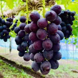 제철 고당도 하우스 포도 거봉 켐벨 샤인머스켓 블랙 사파이어 머루 청포도 크림슨 선물세트