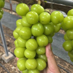 제주 샤인머스켓 포도 1.4kg 고당도 직거래 산지직송