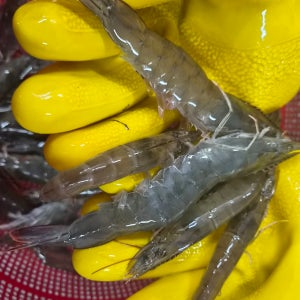 26년 국내산 살아있는 활 새우 흰다리새우 대하 500g [원산지 : 국산]