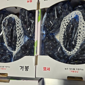 [선물세트]고당도 프리미엄 거봉 겨울포도 임산부포도 1.5kg,2.5kg