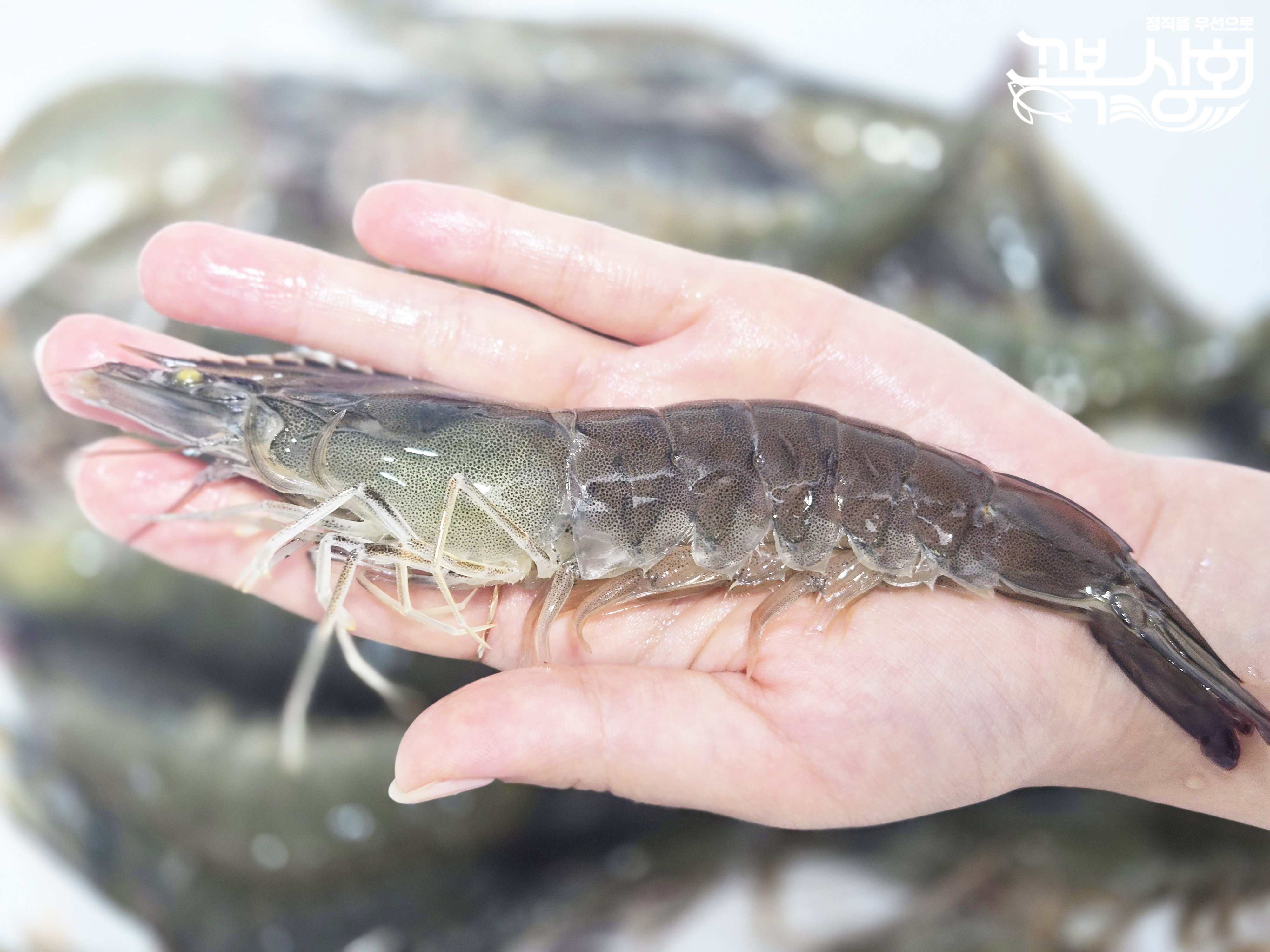 국내산 제철 활새우 새우회 흰다리새우 1kg 대하 [꼬복상회]