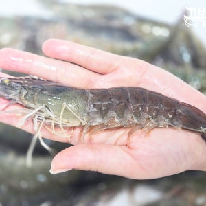 국내산 제철 활새우 새우회 흰다리 대하 1kg