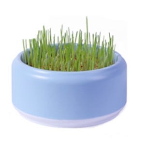 캣그라스화분 캣그라스키우기 글라스수경재배 고양이풀키우기