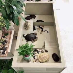 거북이 사육장 집 대형 아크릴 꾸미기 기르기