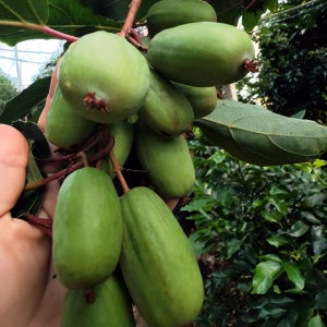 자가결실 다래나무 레몬프레쉬 삽목 1년 포트묘 과수 유실수 묘목