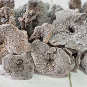 자연산 냉동 능이버섯 1kg 가정용 부모님 선물용 명절 추석 설날 선물세트