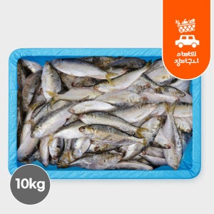 국내산 제철 전어 10kg 가을 전어회 급냉 활전어 횟감선도 구이용 세꼬시