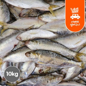 국내산 제철 전어 10kg 가을 전어회 급냉 활전어 횟감선도 구이용 세꼬시
