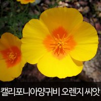 캘리포니아 양귀비씨앗 양귀비 씨앗 오렌지 (100알)