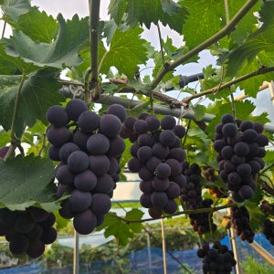 프리미엄 고당도 거봉 자옥포도 1.5키로,2.5키로 선물세트