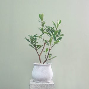 (동일품) 천리향 서향나무 실내정화식물 꽃나무 거실화분 인테리어식물