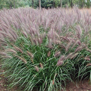 그라스 수크령 레드헤드 27cm 그라스 조경수 관상수