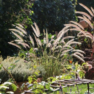 그라스 수크령 하멜른 4C 관상수 정원수 갈대