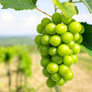 일상다많사 가락시장 국내산 18Brix 고당도 샤인머스켓 4kg 4수 샤인머스켓제철