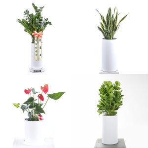 화성 개업화분 금전수 돈나무 카페 사무실 식당 축하 꽃 배달