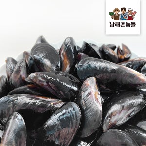 제철 다듬이 홍합 2kg 손질 마산 진동만 홍합탕 담치