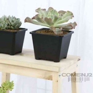 컴엔제이 플라스틱 사각 다육이 화분 14x14cm 가벼운화분 거실화분