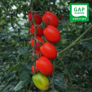 대추방울토마토 산지직송 토마보이 GAP인증 2kg 5kg