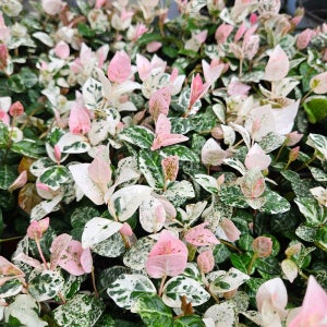 실내식물 초설 오색마삭줄 소품