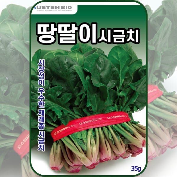 월동시금치 씨앗 35g 오스템 땅딸이 섬초 겨울시금치 종자 가을 겨울 파종 작물 채소씨