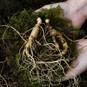 청정지역 강원도 고산지대 야생 산양삼 부모님 선물 가족 건강