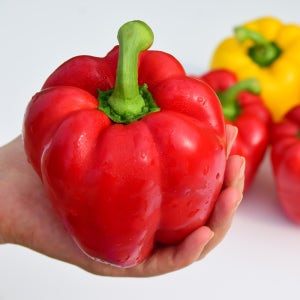 부부푸드 국내산 산지직송 피망 못난이 파프리카 빨간 노랑 주황