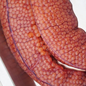 연어알 국산 연어 생연어알 이쿠라 스지코 이꾸라 500g 1kg
