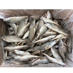 민어조기 몽실민어 영상가이석태 빼쪽고기 사이즈 믹스 약80~100마리전후 10kg
