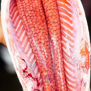 연어알 국산 연어 생연어알 이쿠라 스지코 이꾸라 500g 1kg