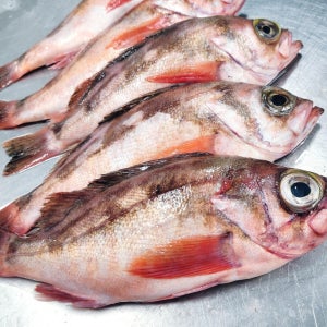 가거도 자연산 손질 급냉 열기(볼 볼락) 1kg 6-7미 찜 구이 맑은탕 22cm